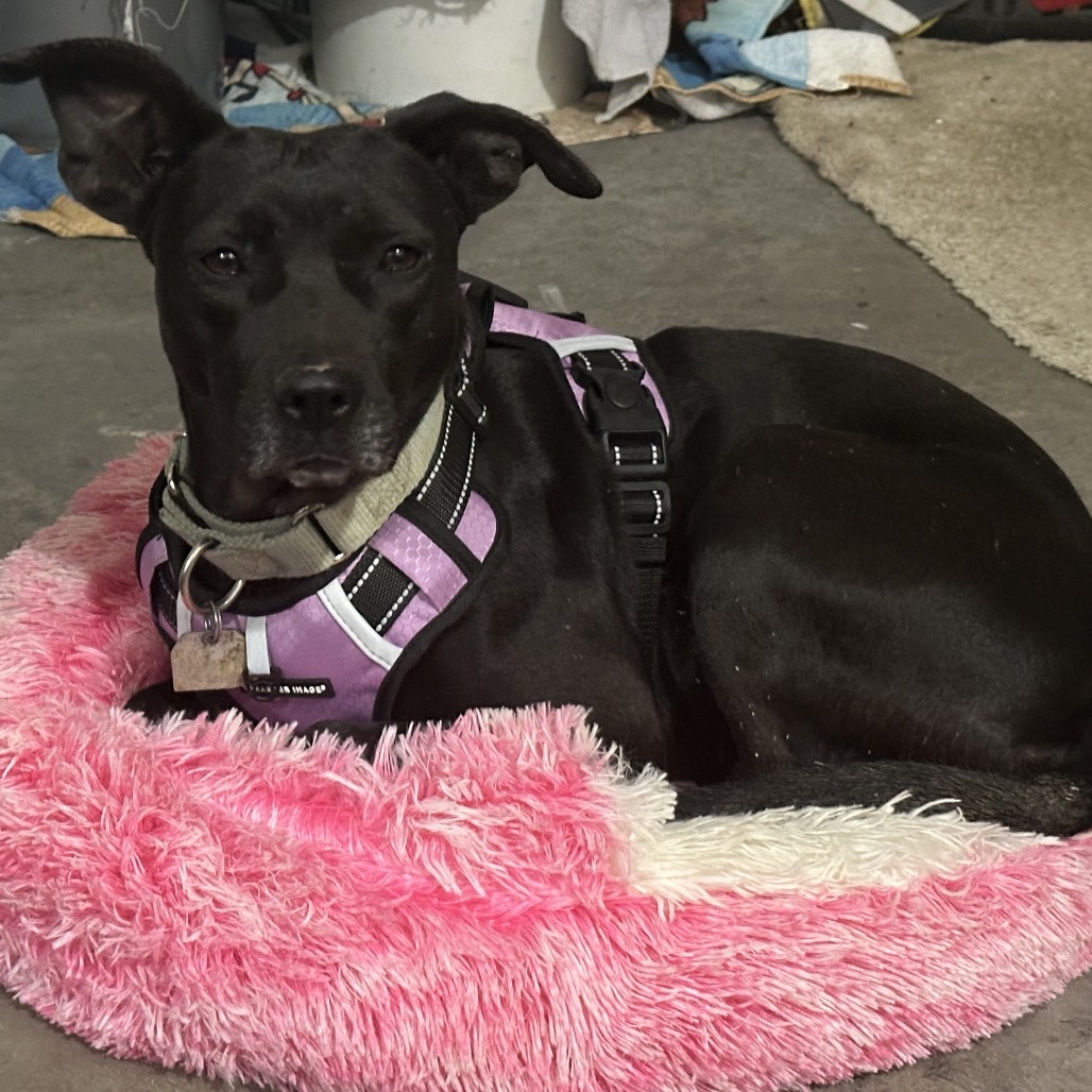 Bashful — thumbnail 10