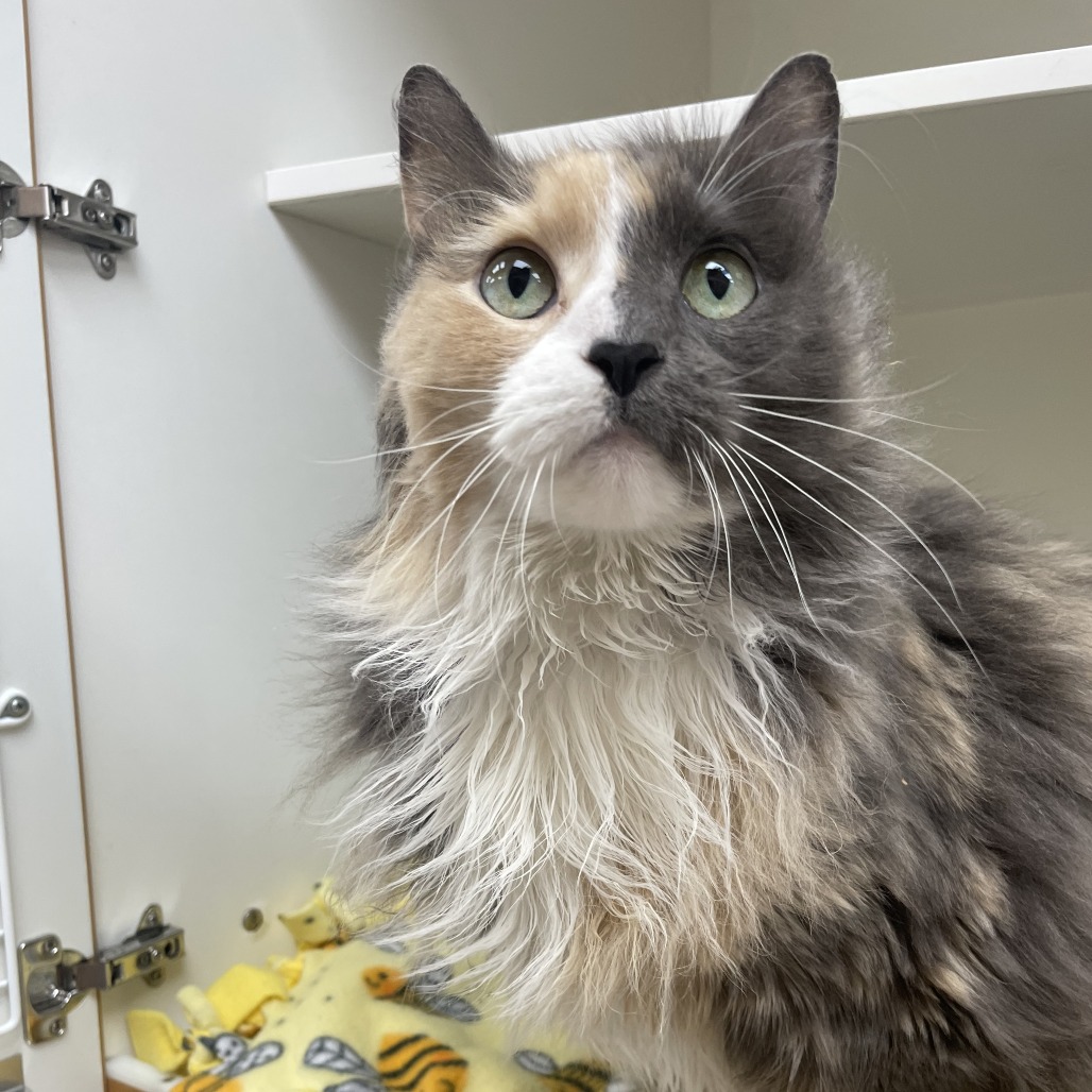 Ashen — thumbnail 2