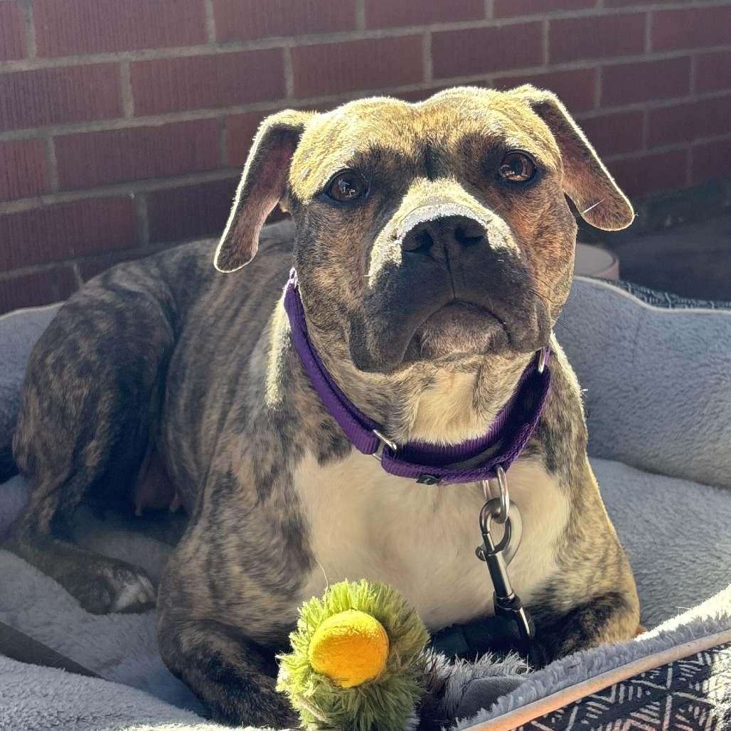 Photo of Baby Stripes 8