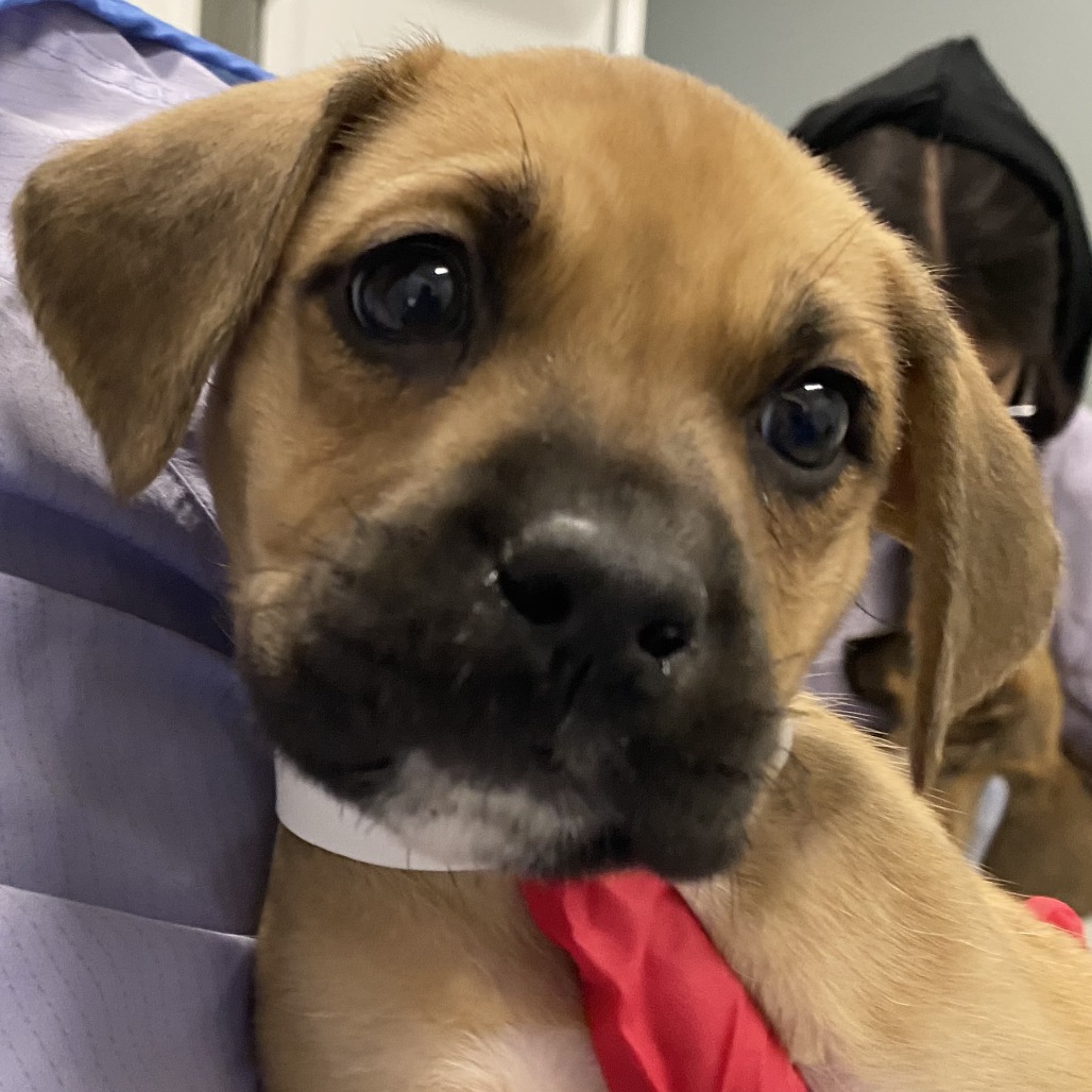 Ruby — thumbnail 2