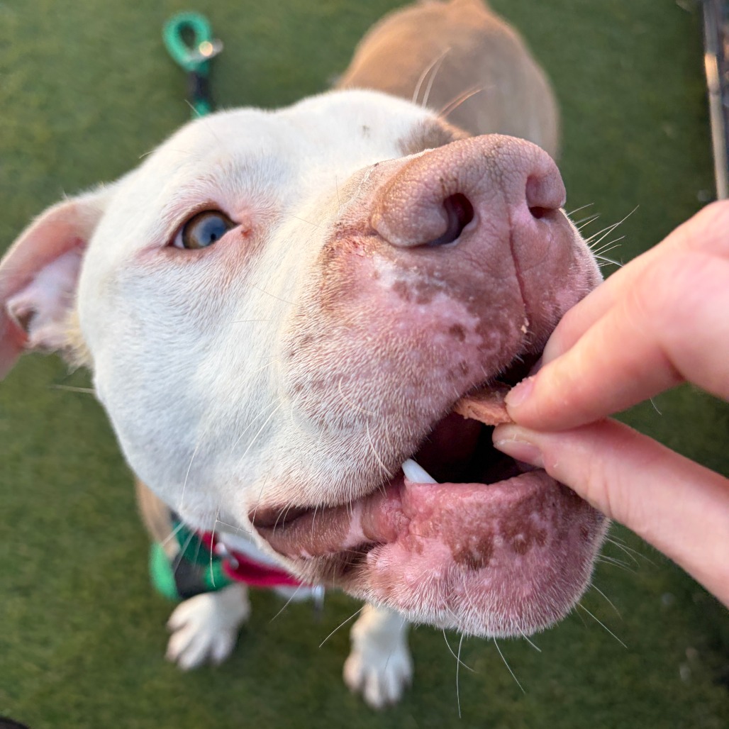 Munchkin — thumbnail 3