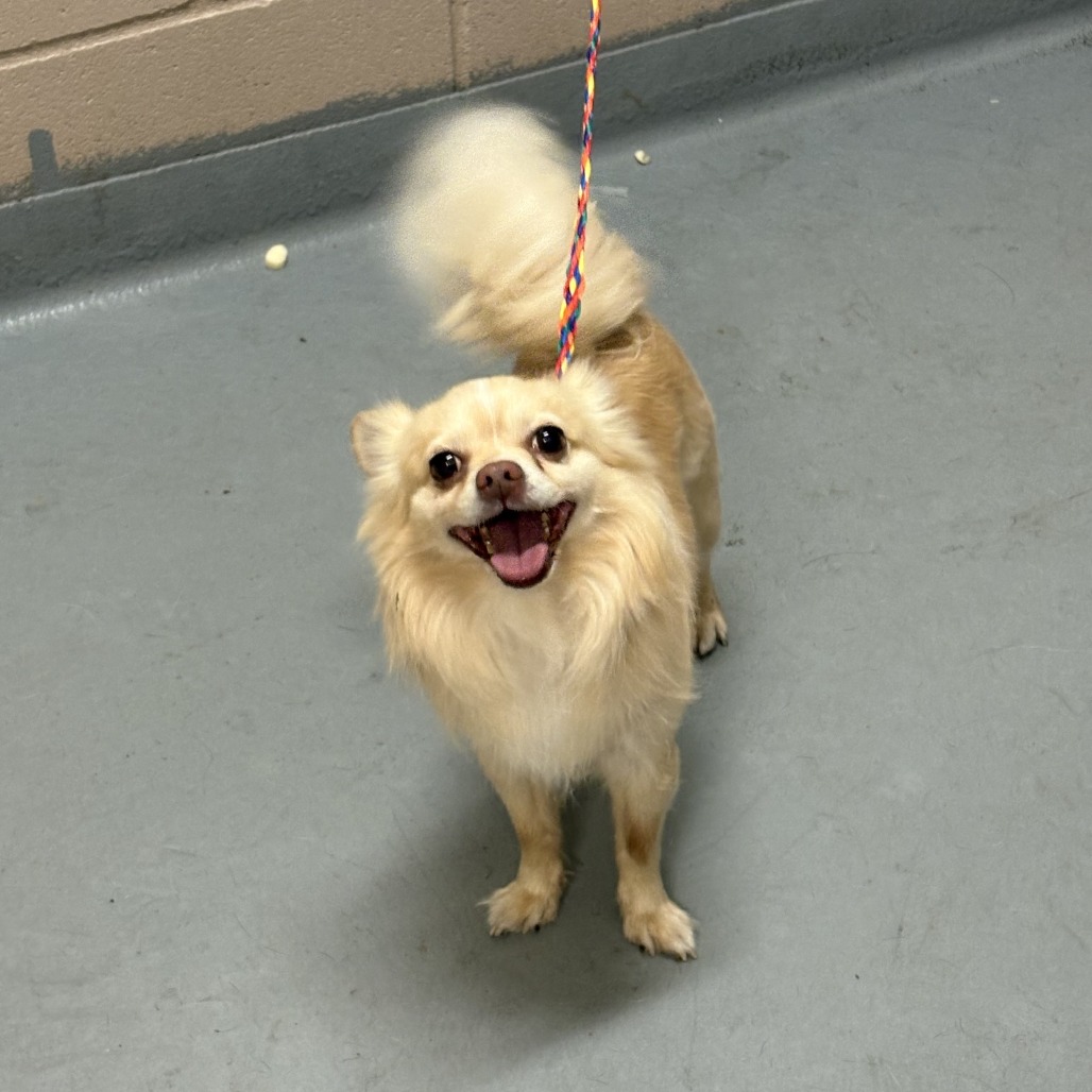 Long Coat Pomeranian