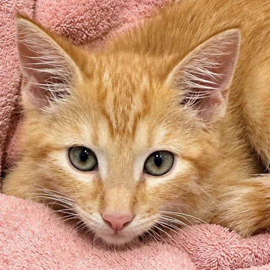 PUMPKIN - Domestic Shorthair available for adoption