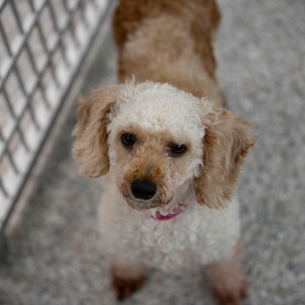 LEAH (AG26-18) - Poodle / Miniature available for adoption