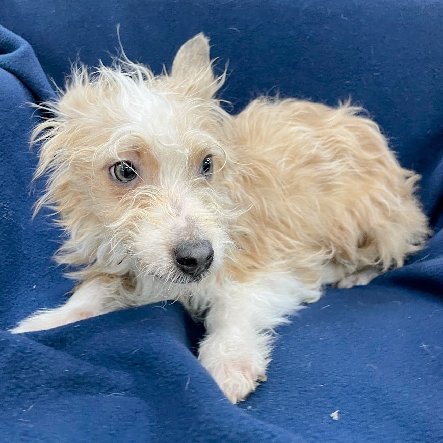 Bonk — thumbnail 2