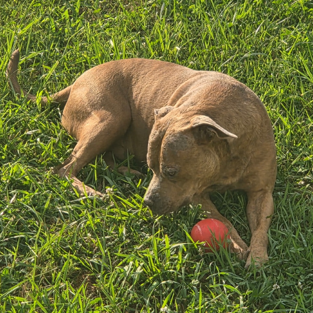 Freddy (Formerly Lieutenant), photo 13