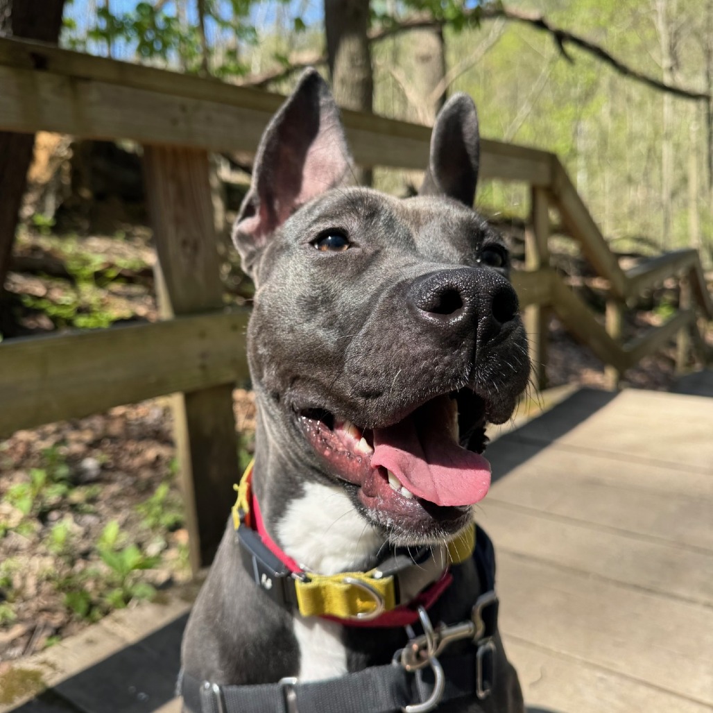 Photo of Witch Hazel 18