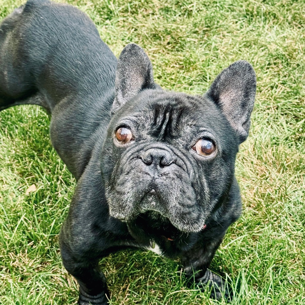 Bugsy D11922, photo 4
