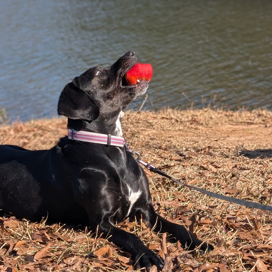 Phoebe 09-1747, photo 13