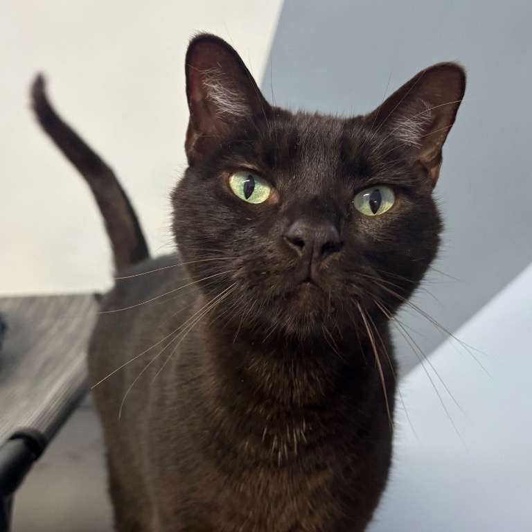 Another portrait of Bagheera