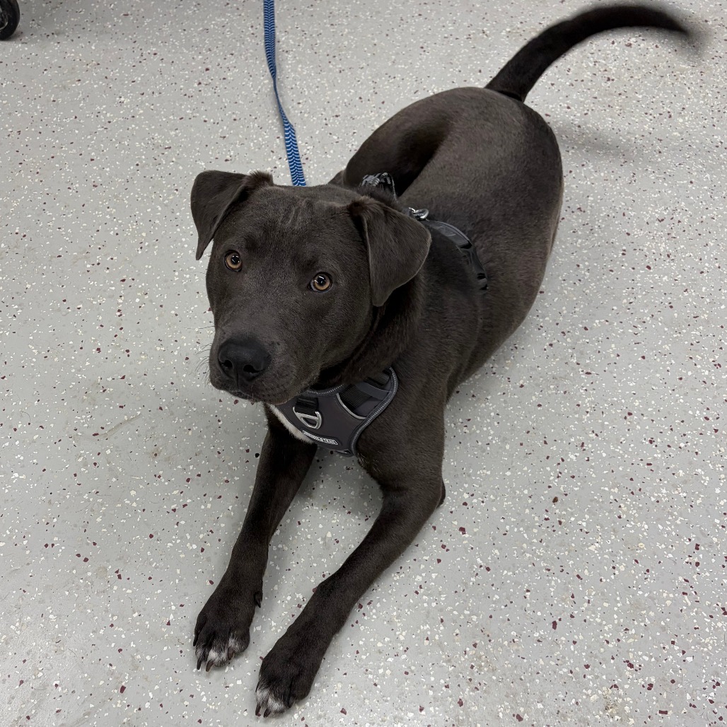 Frog — thumbnail 6