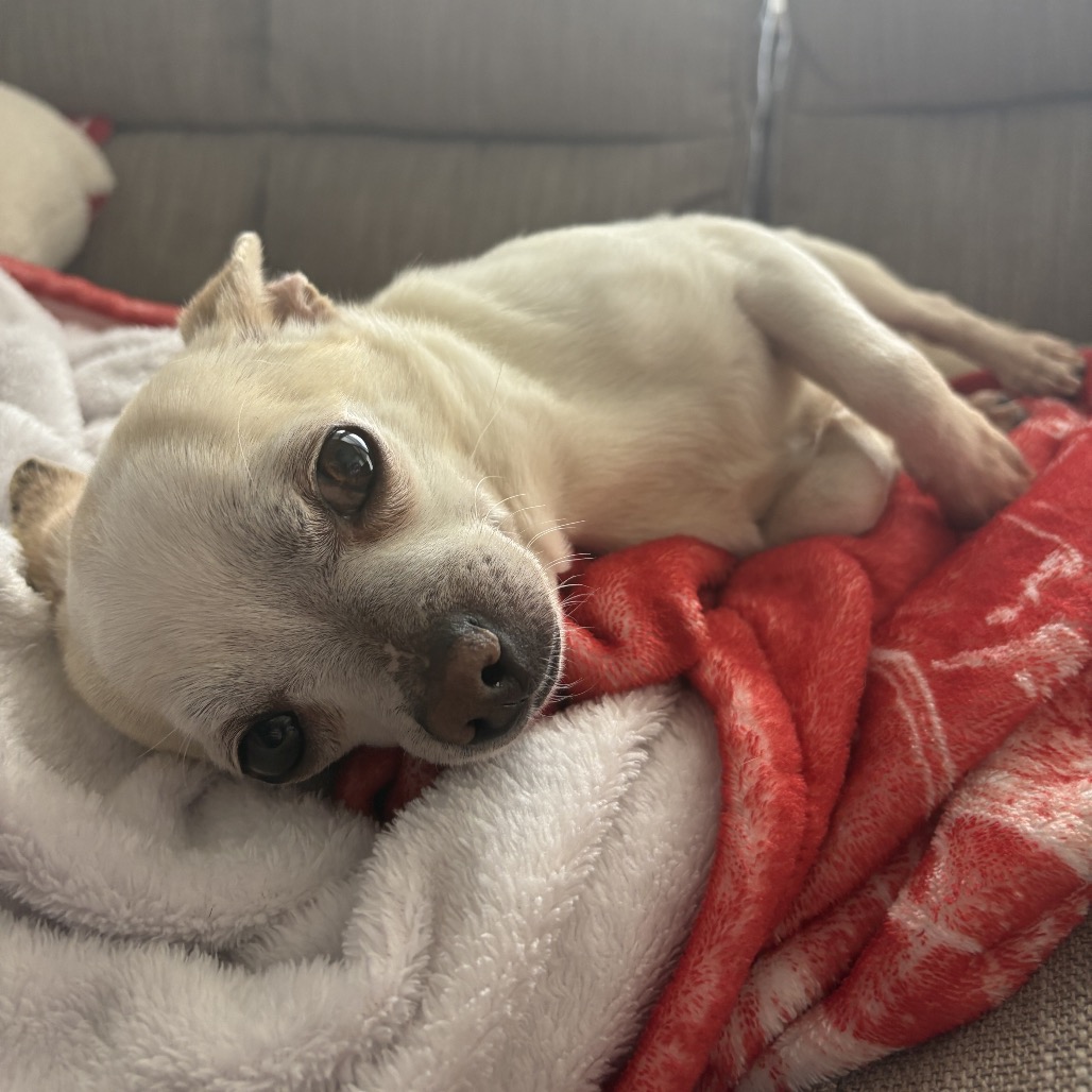 Benny — thumbnail 4