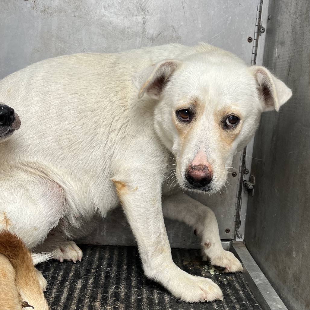 BARLEY - Shepherd / Mixed Breed (Medium) available for adoption