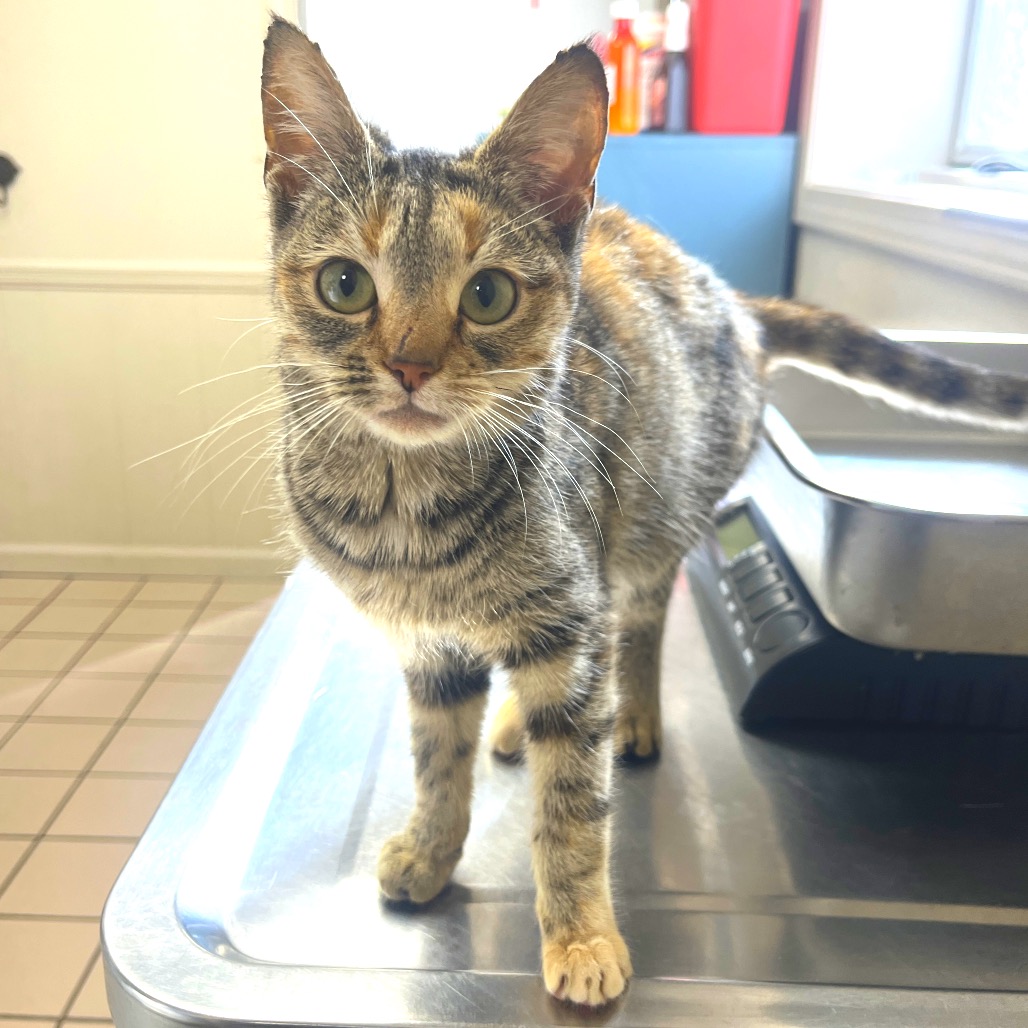  Photo of TUSC-Stray-83220