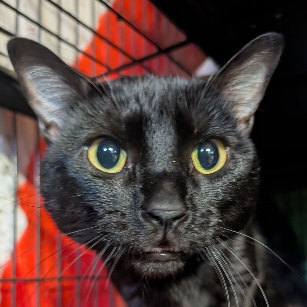 Poppy, an adoptable cat