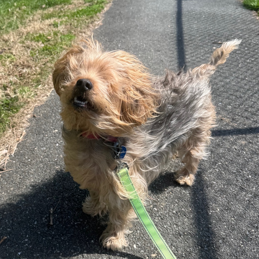 Bear, additional photo