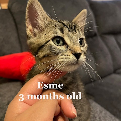 Esme C12415