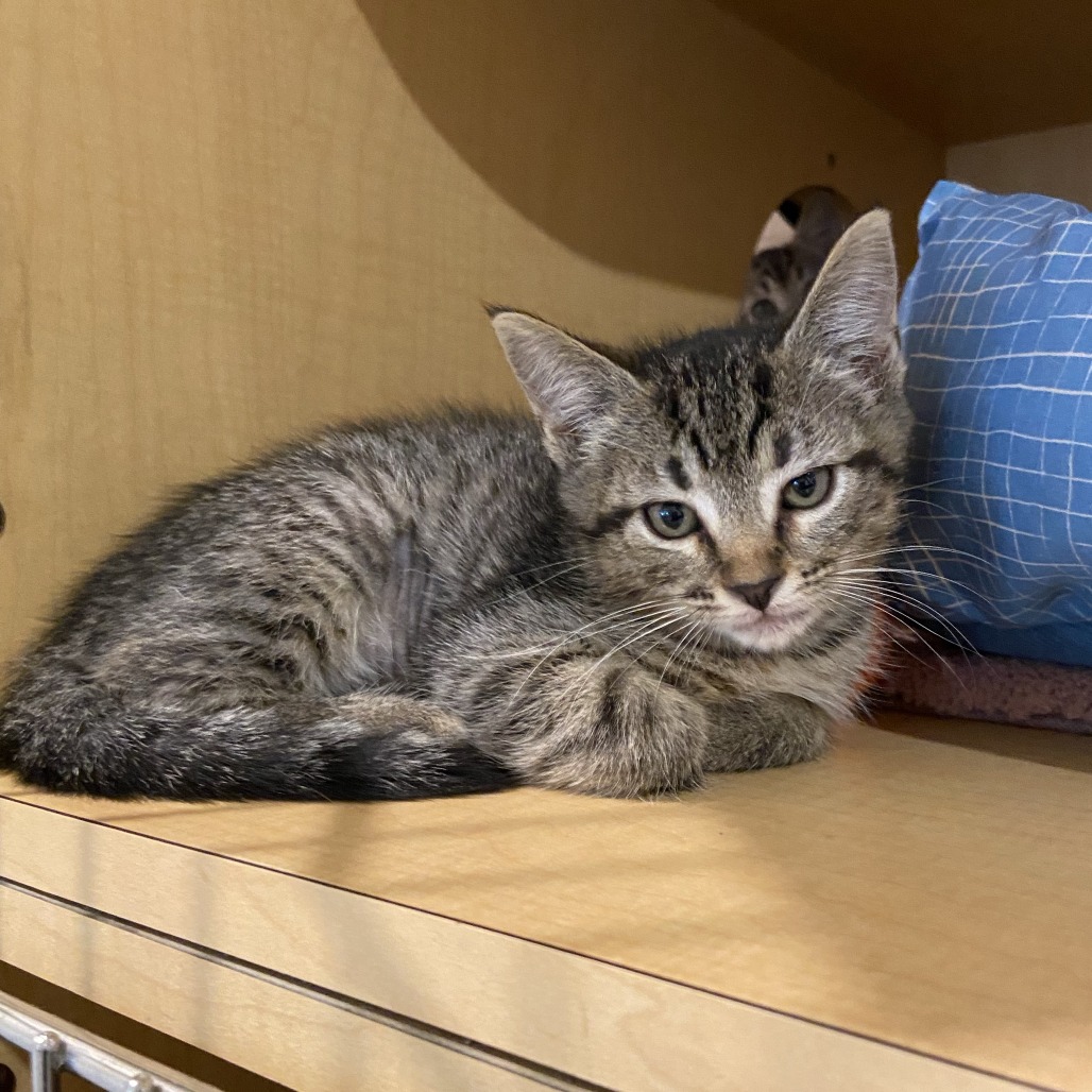 CORTADO - Domestic Shorthair available for adoption