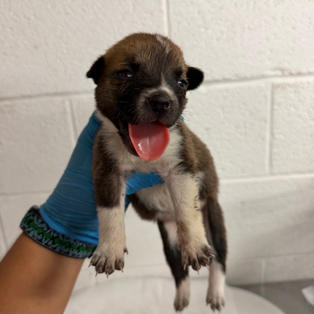 GINGER - Shepherd available for adoption