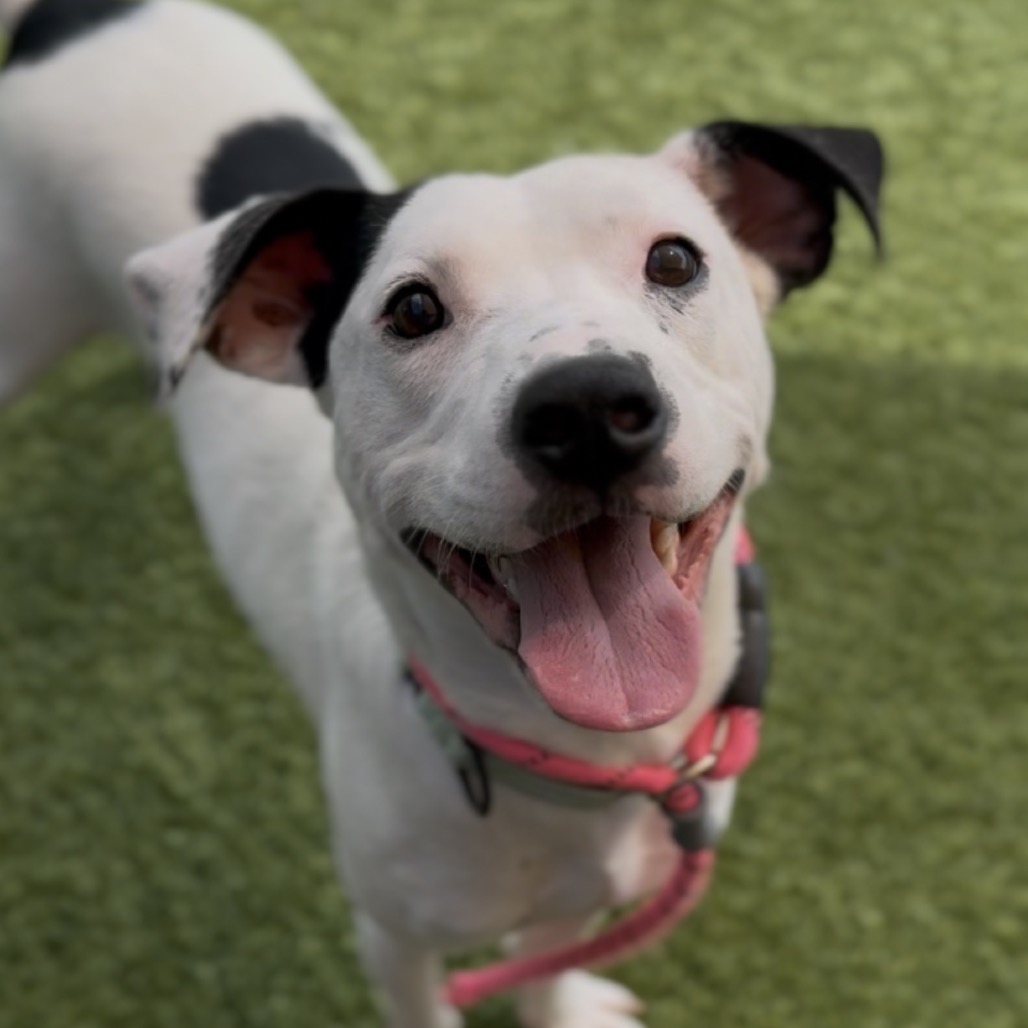 ROBERT - Mixed Breed (Medium) available for adoption