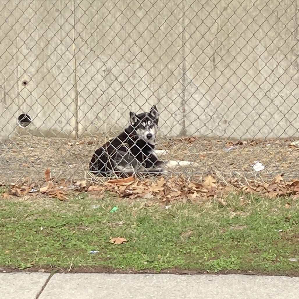 Blakey — thumbnail 3