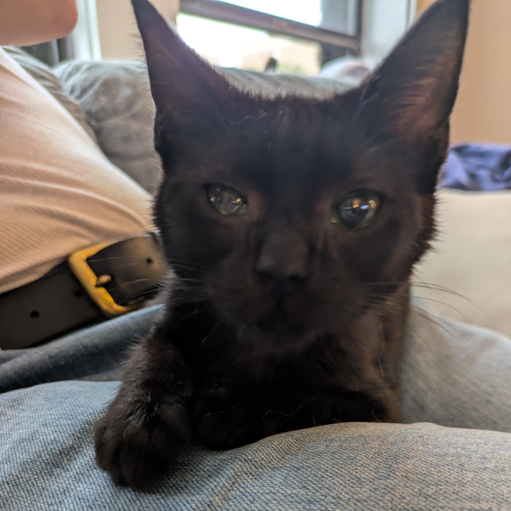 Photo of Gremlin