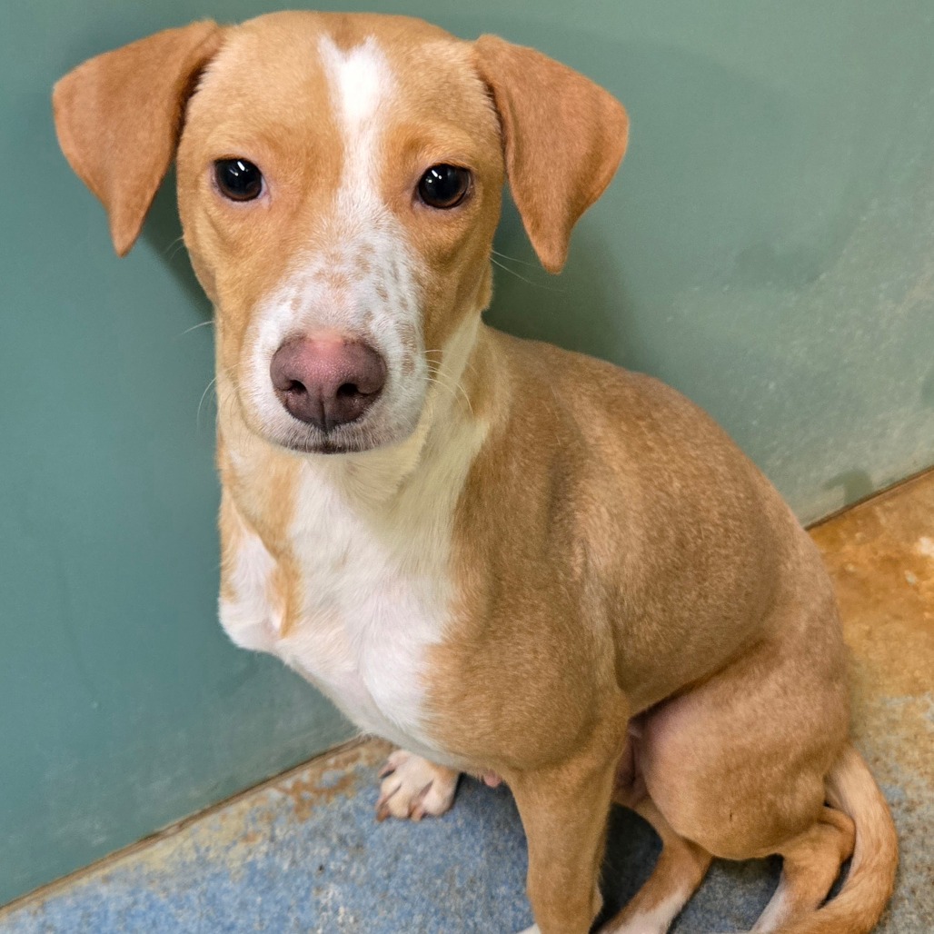 APRICOT - Shepherd available for adoption