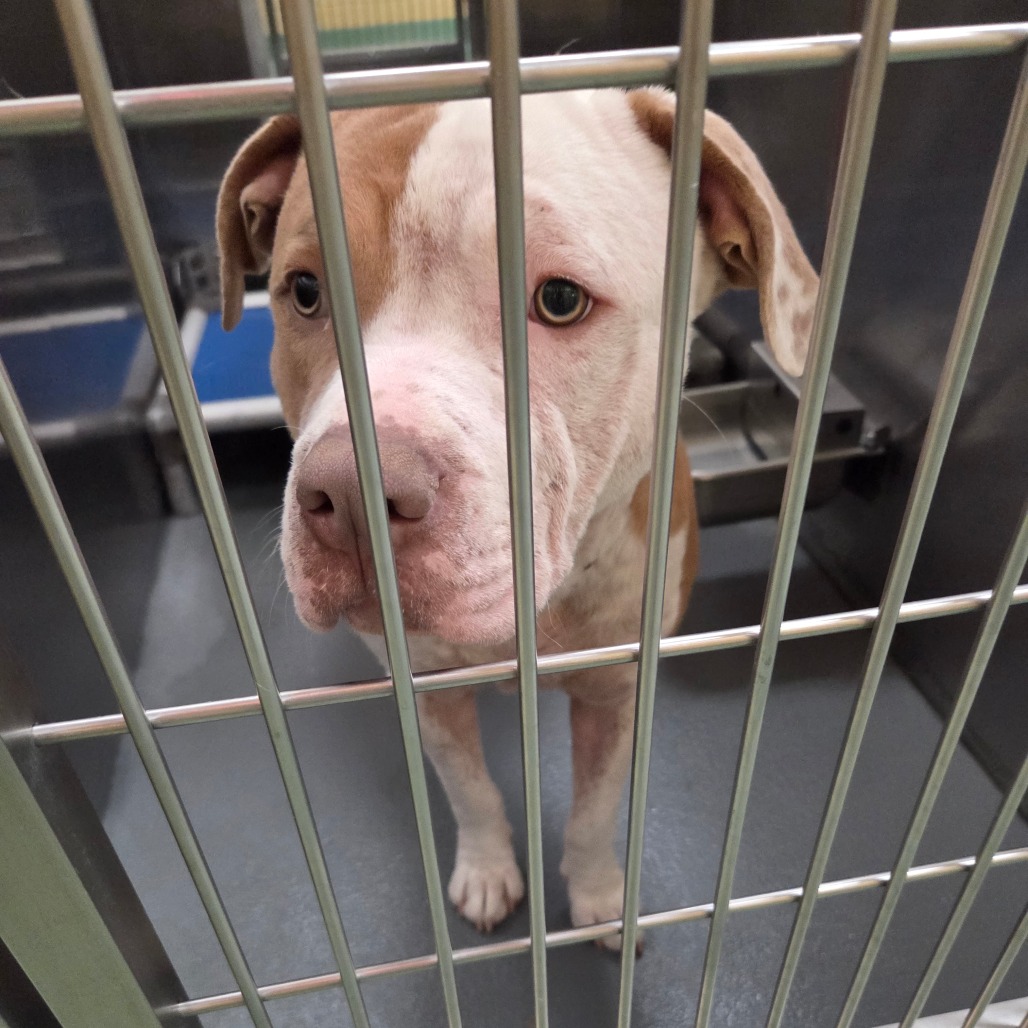 Sumo — thumbnail 4