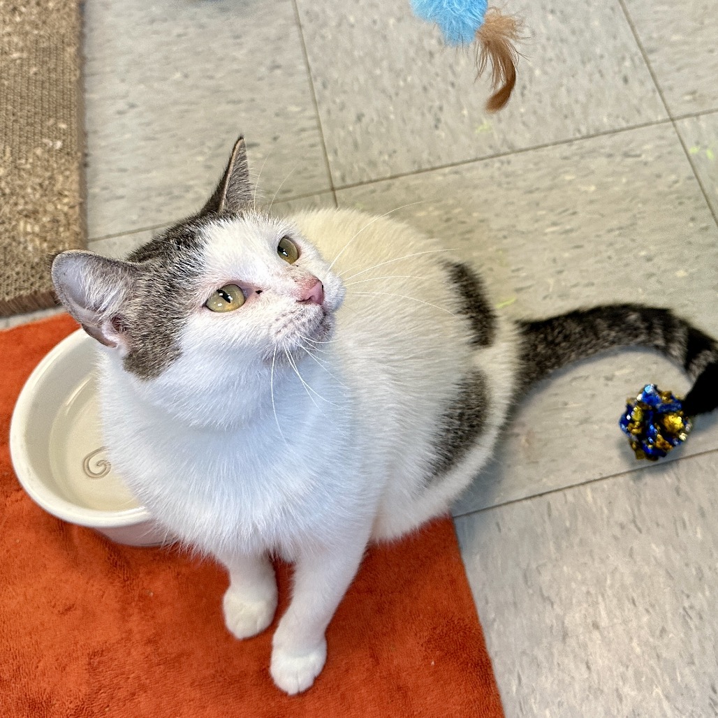 Amber Drop — thumbnail 9