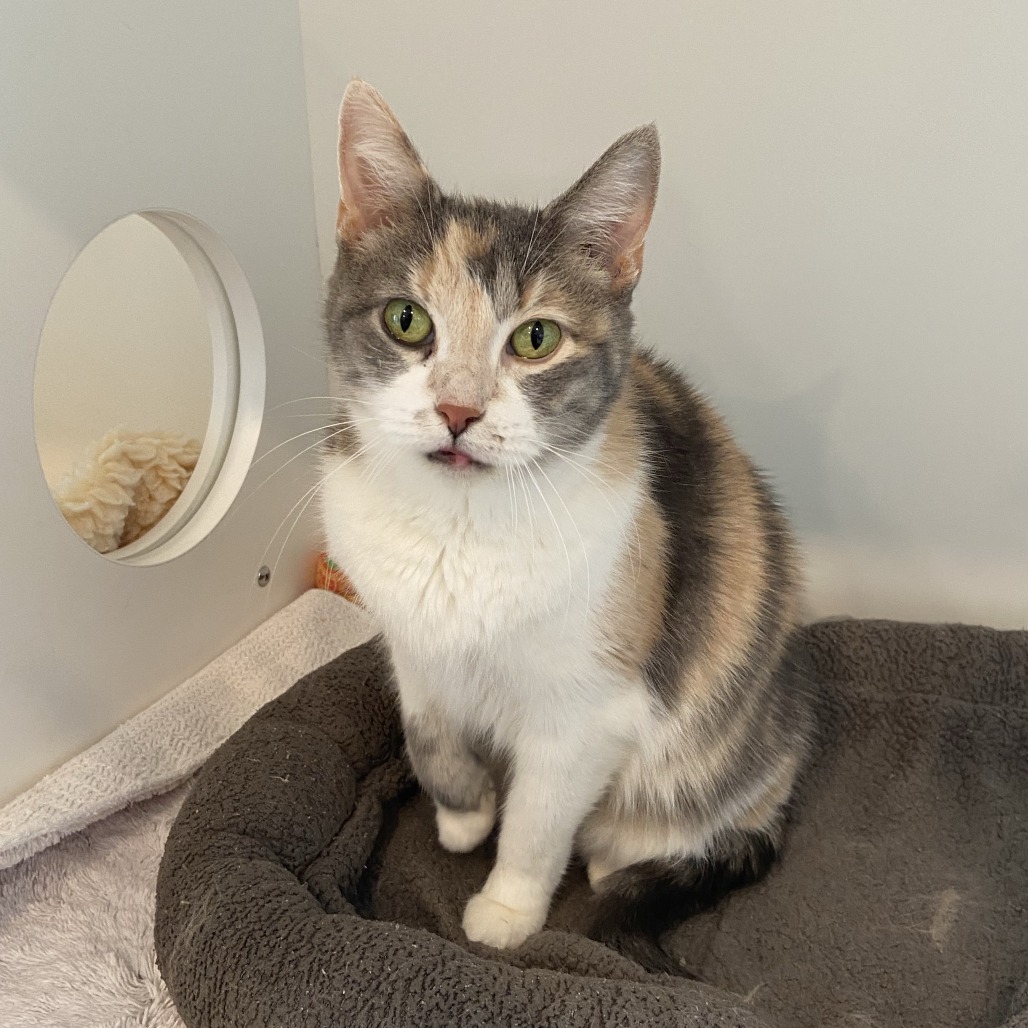 SNOWY - Domestic Shorthair available for adoption
