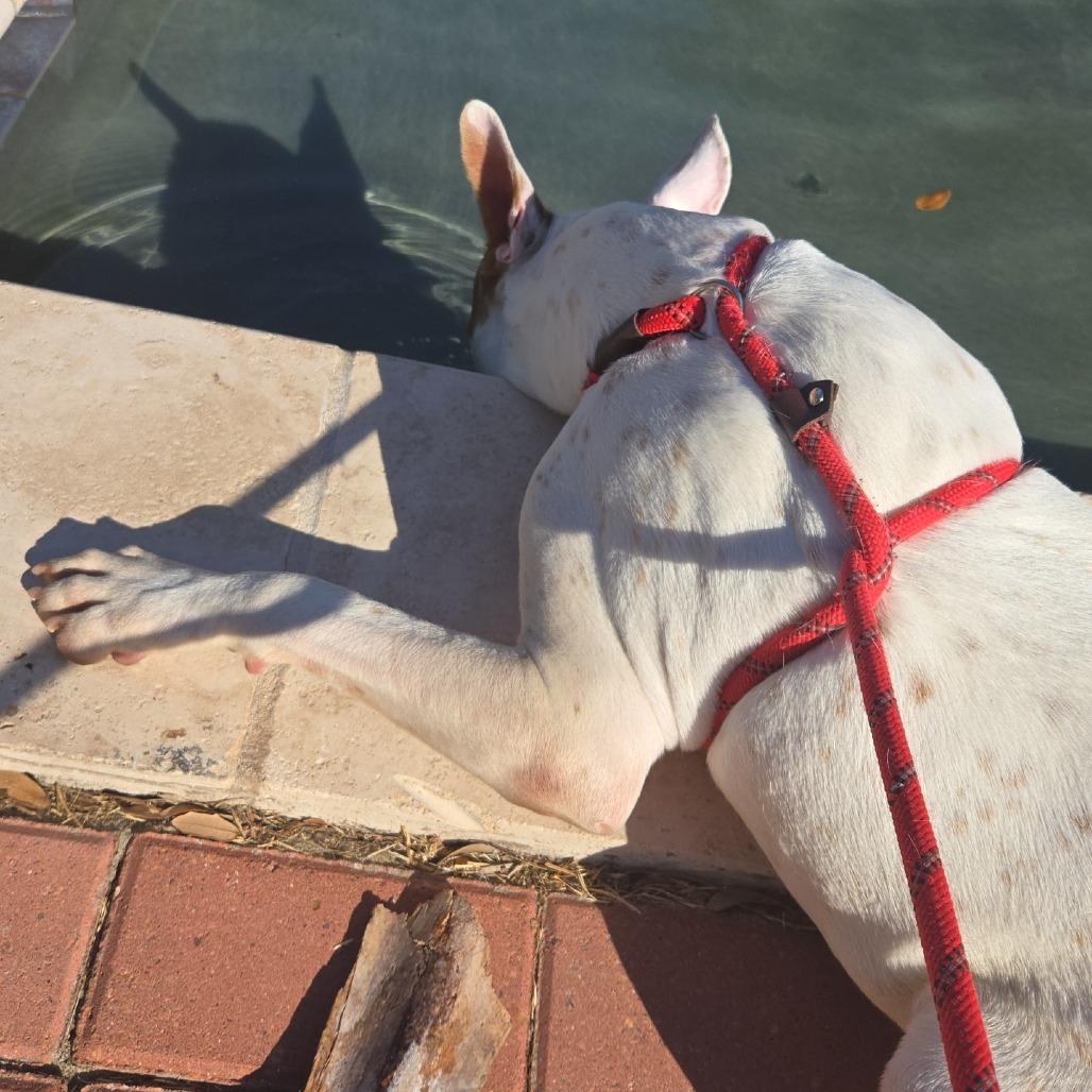 Patches photo 14