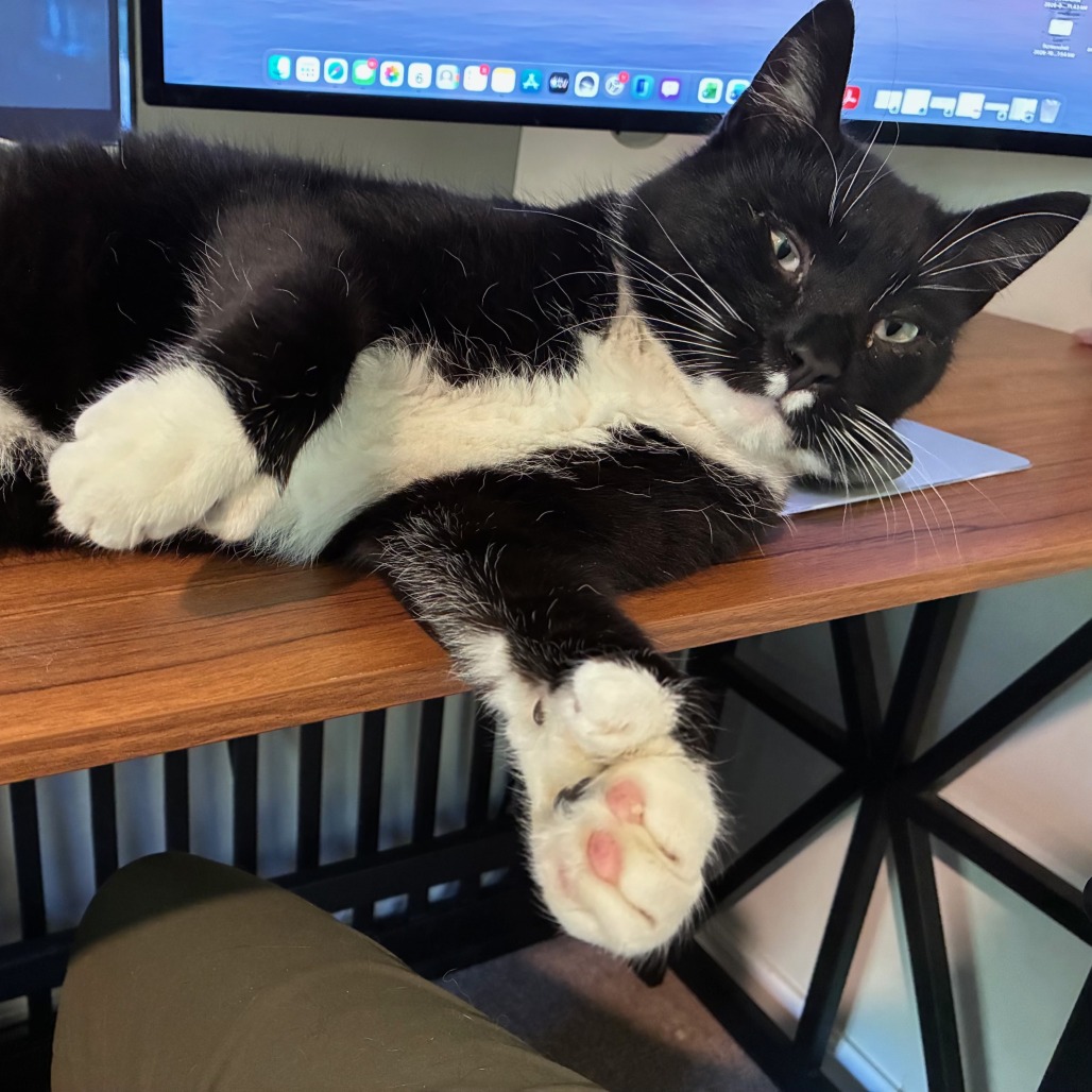 Pickles, photo 4