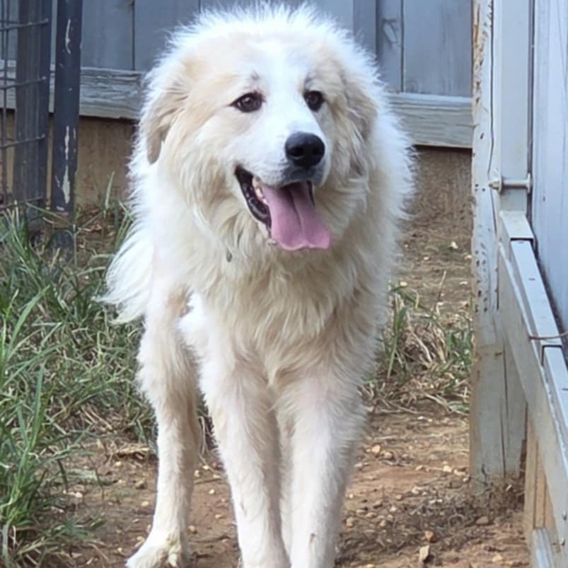 Mufasa — thumbnail 4