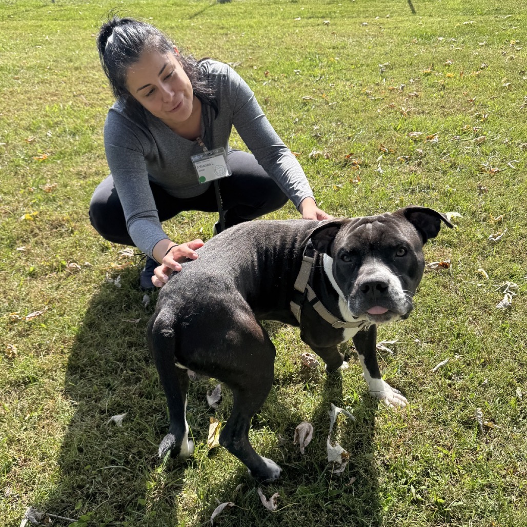 Mr. Wonderland is available for adoption at Blue Ridge Humane Society