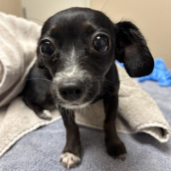Chihuahua
