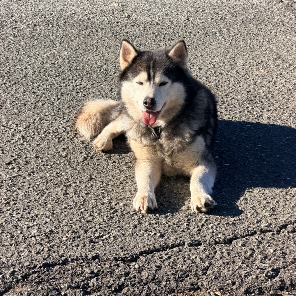 Kennel#31's preview photo