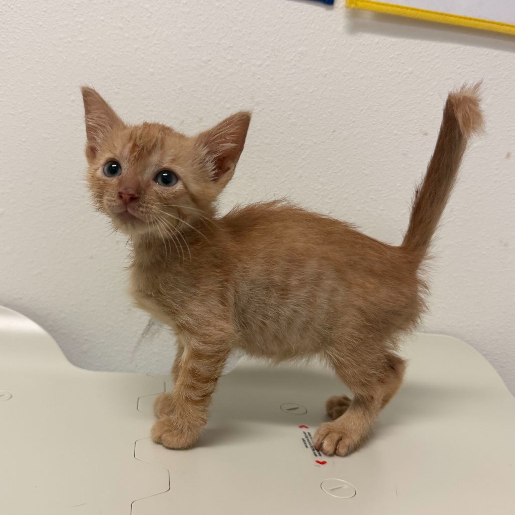 DR. PEPPER D3 - Domestic Shorthair available for adoption