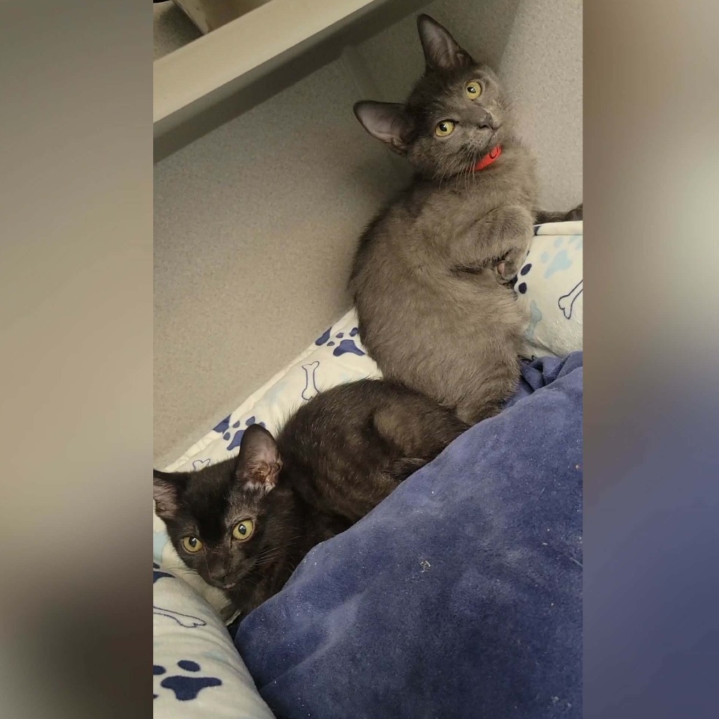MAX - Domestic Shorthair available for adoption