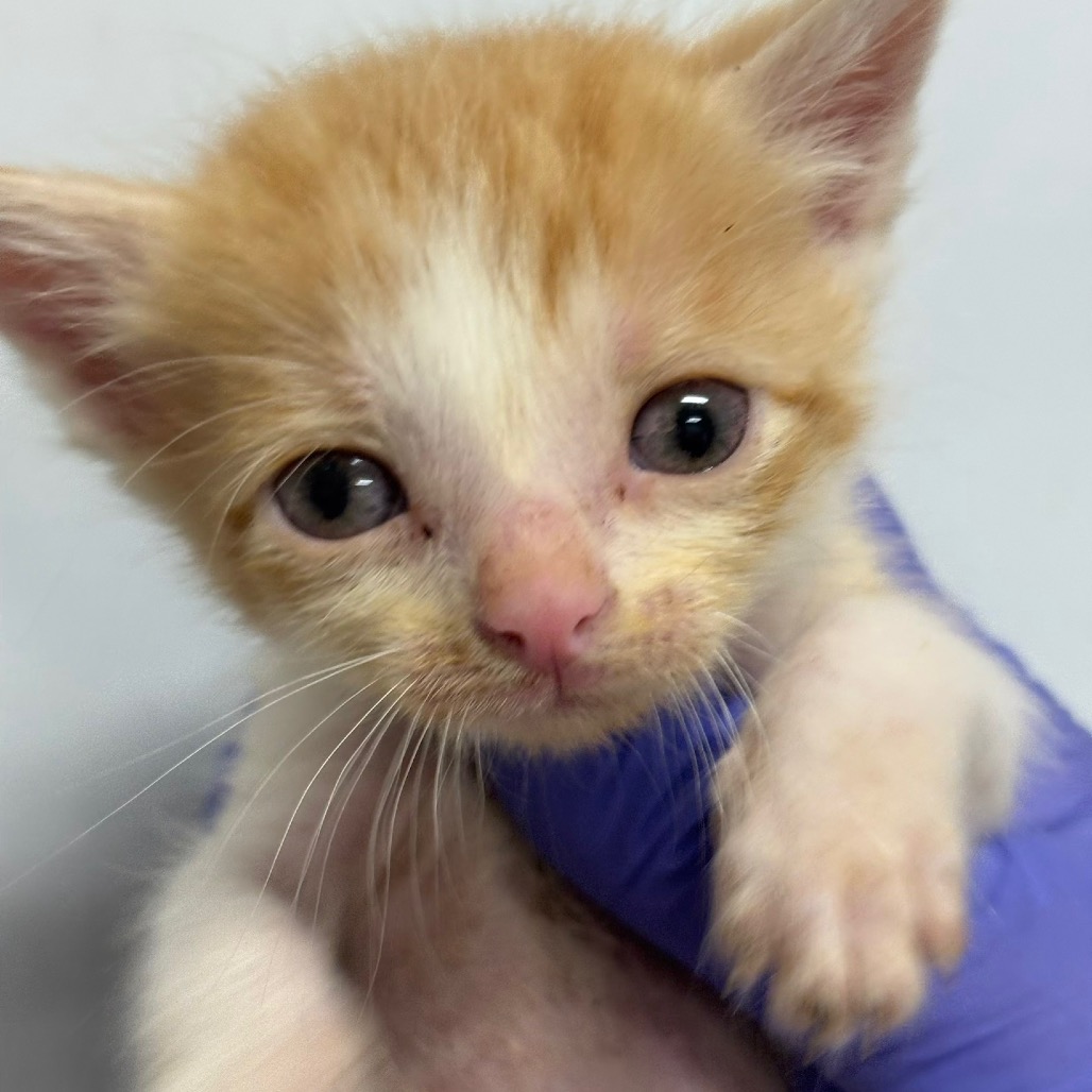 BARNABY - Domestic Shorthair / Domestic Shorthair available for adoption