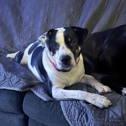 Macie