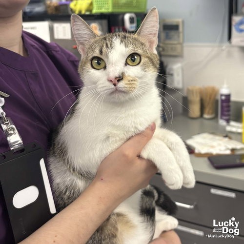 JERSEY - Domestic Shorthair available for adoption