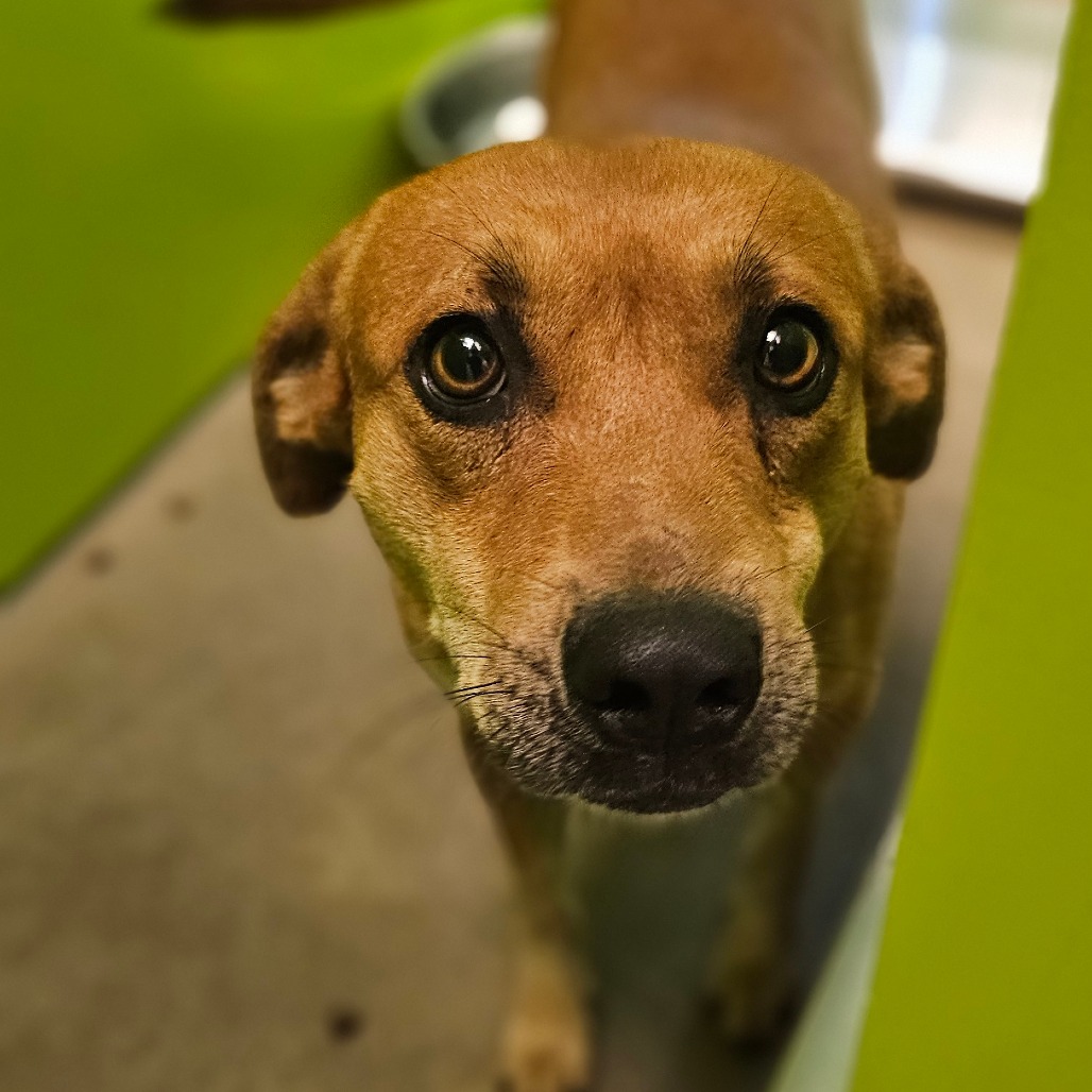 D-Scrappy-Doo photo 2