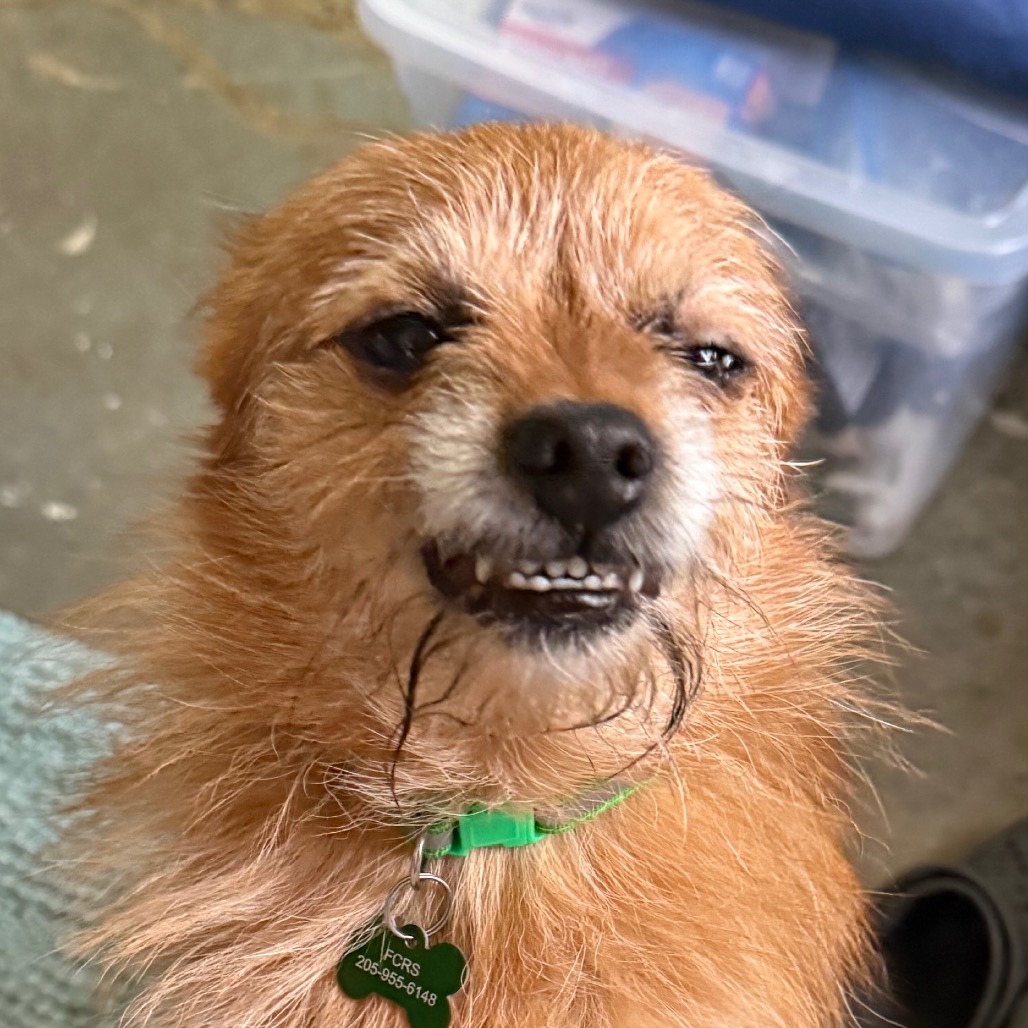 Chico is available for adoption at Full Circle Rescue and Sanctuary