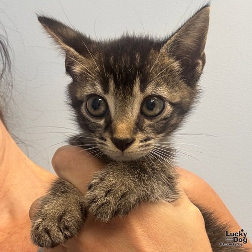 LEON - Domestic Shorthair available for adoption