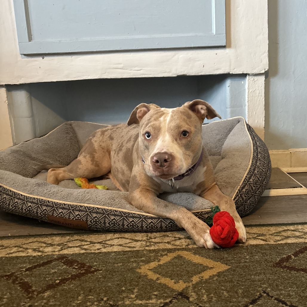 Photo of Persimmon 5