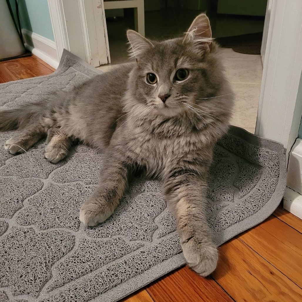 Graham — thumbnail 5