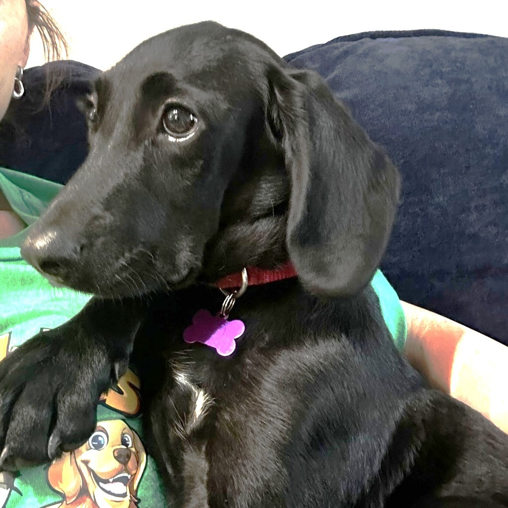 BUNNY - Retriever, Black Labrador / Dachshund, Standard Smooth Haired for adoption in Silver Spring