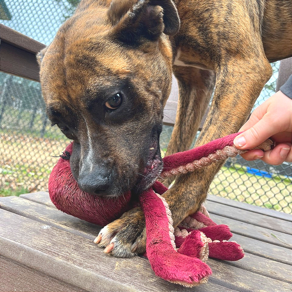 Mayweather — thumbnail 10