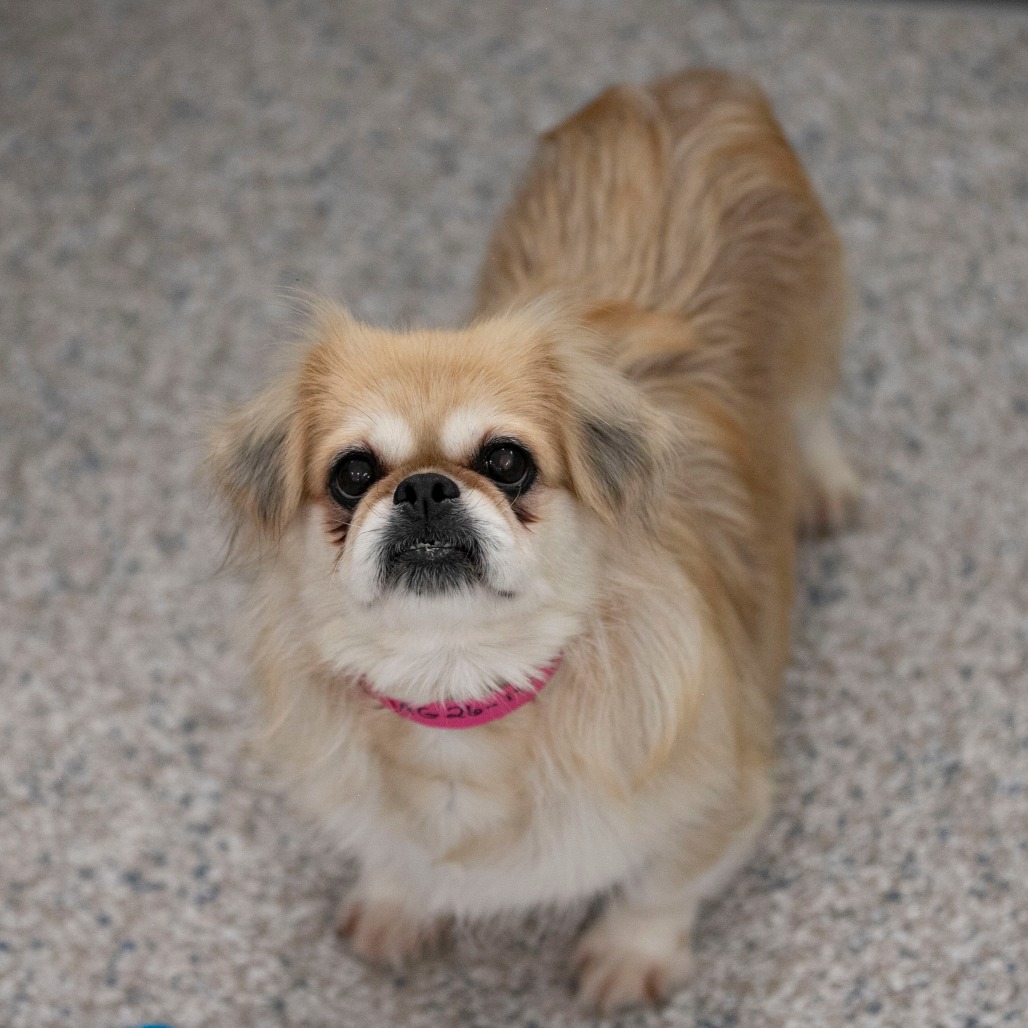 BEAUTY (AG26-195) - Pekingese available for adoption