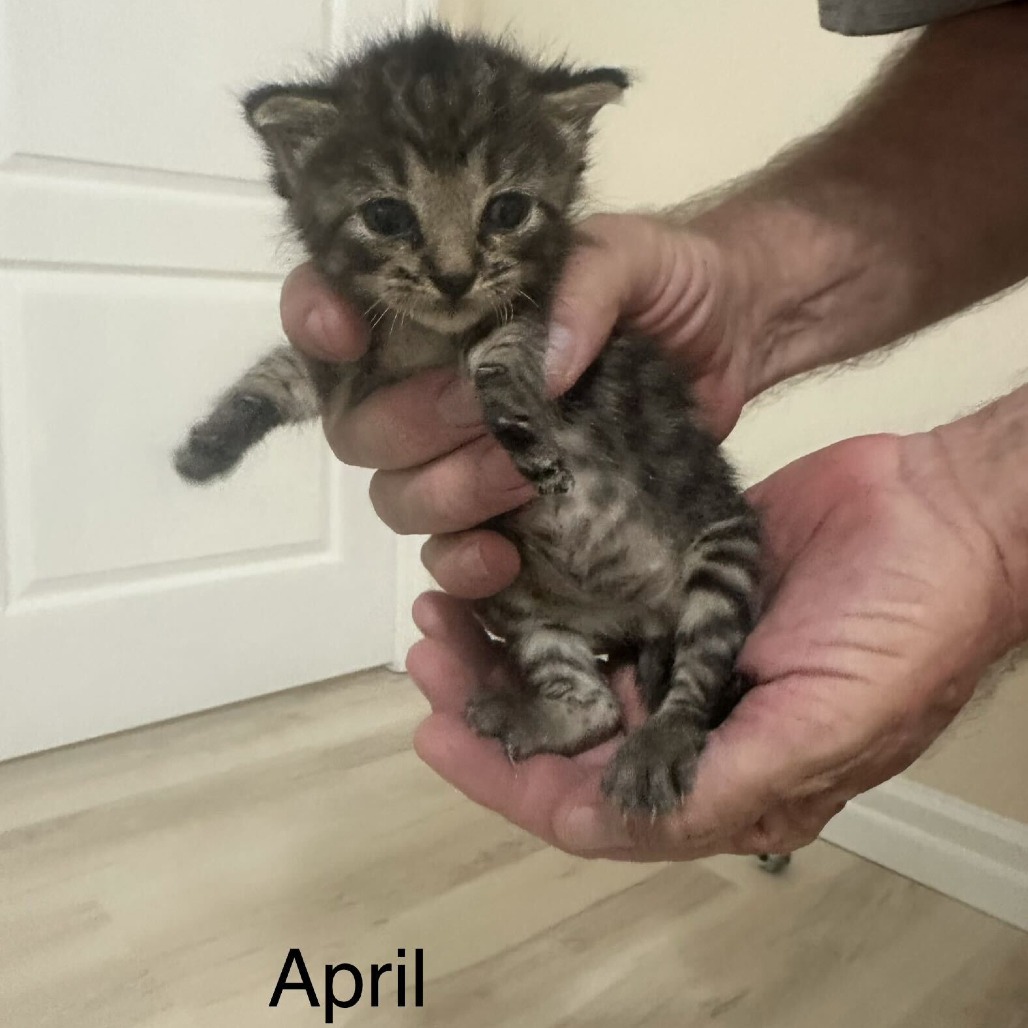 April, a Domestic Shorthair